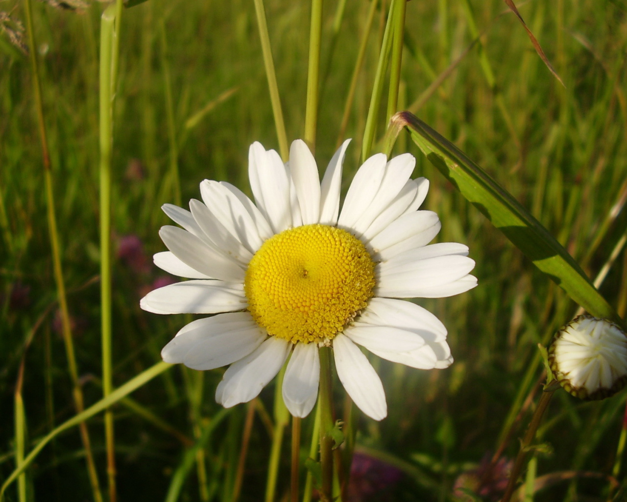 Полевая ромашка и бутон