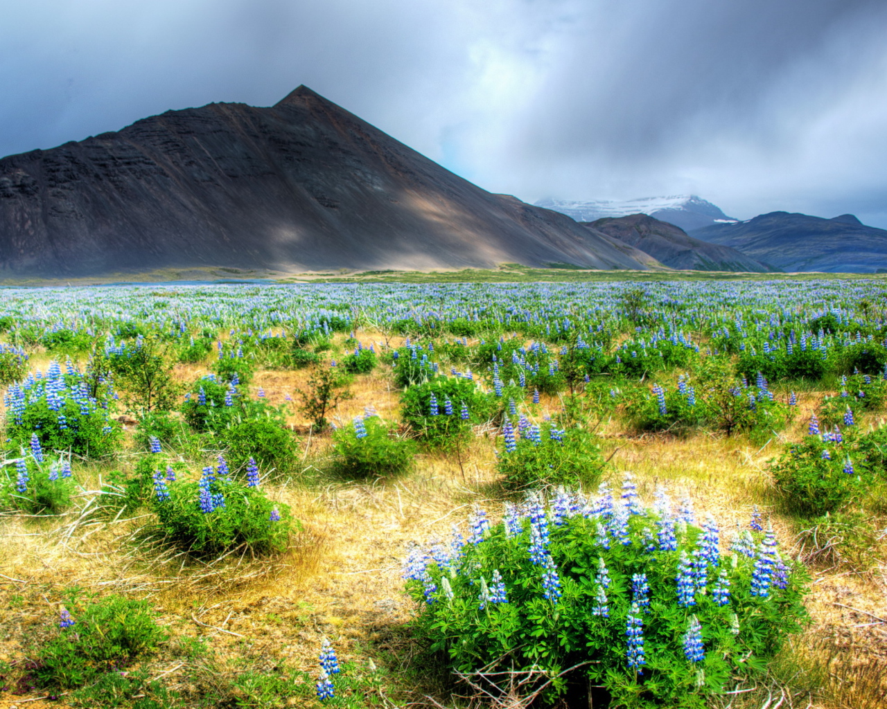 Цветы в горной долине