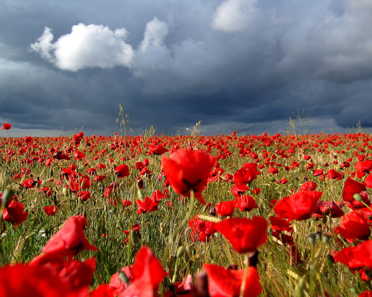 Маковое поле под облаками