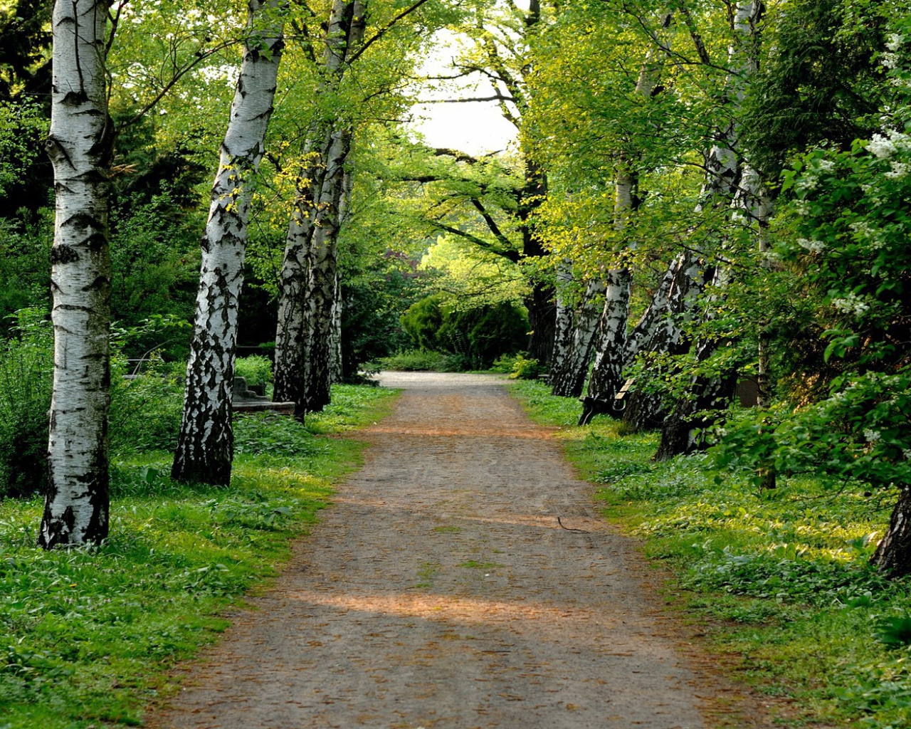 Аллея в березовой роще