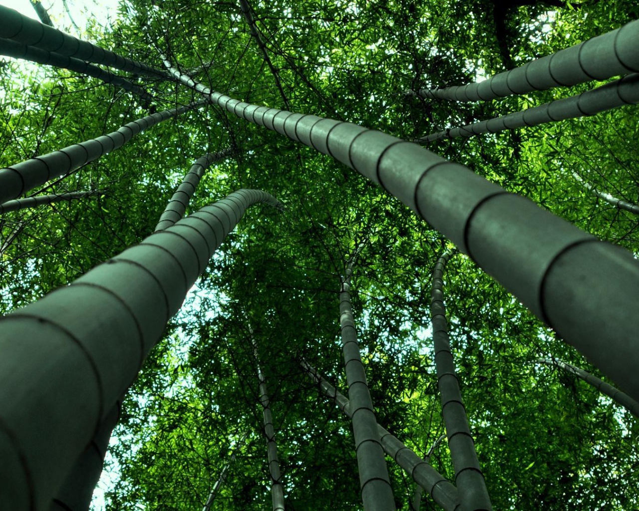 Бамбуковые деревья уходят ввысь