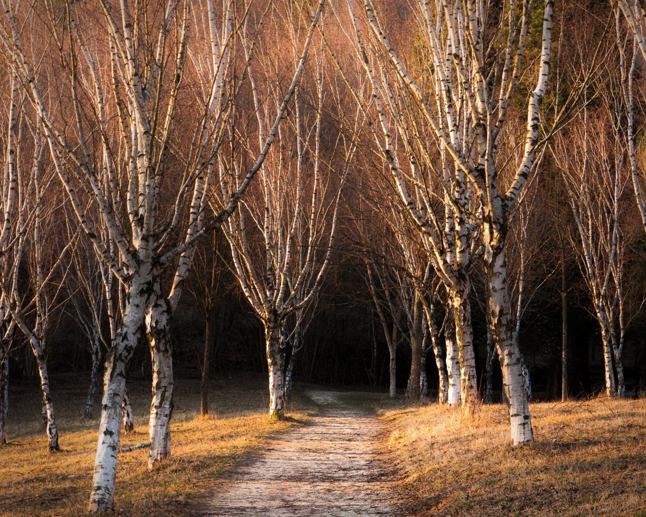 Голые деревья в березовой роще