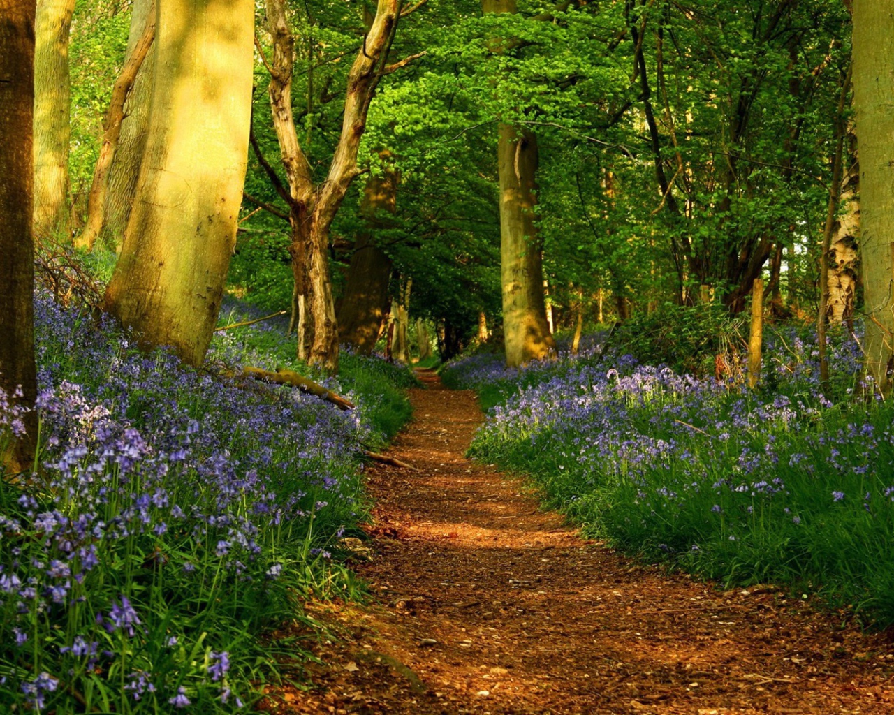 Голубые цветы по обочинам тропы в лесу