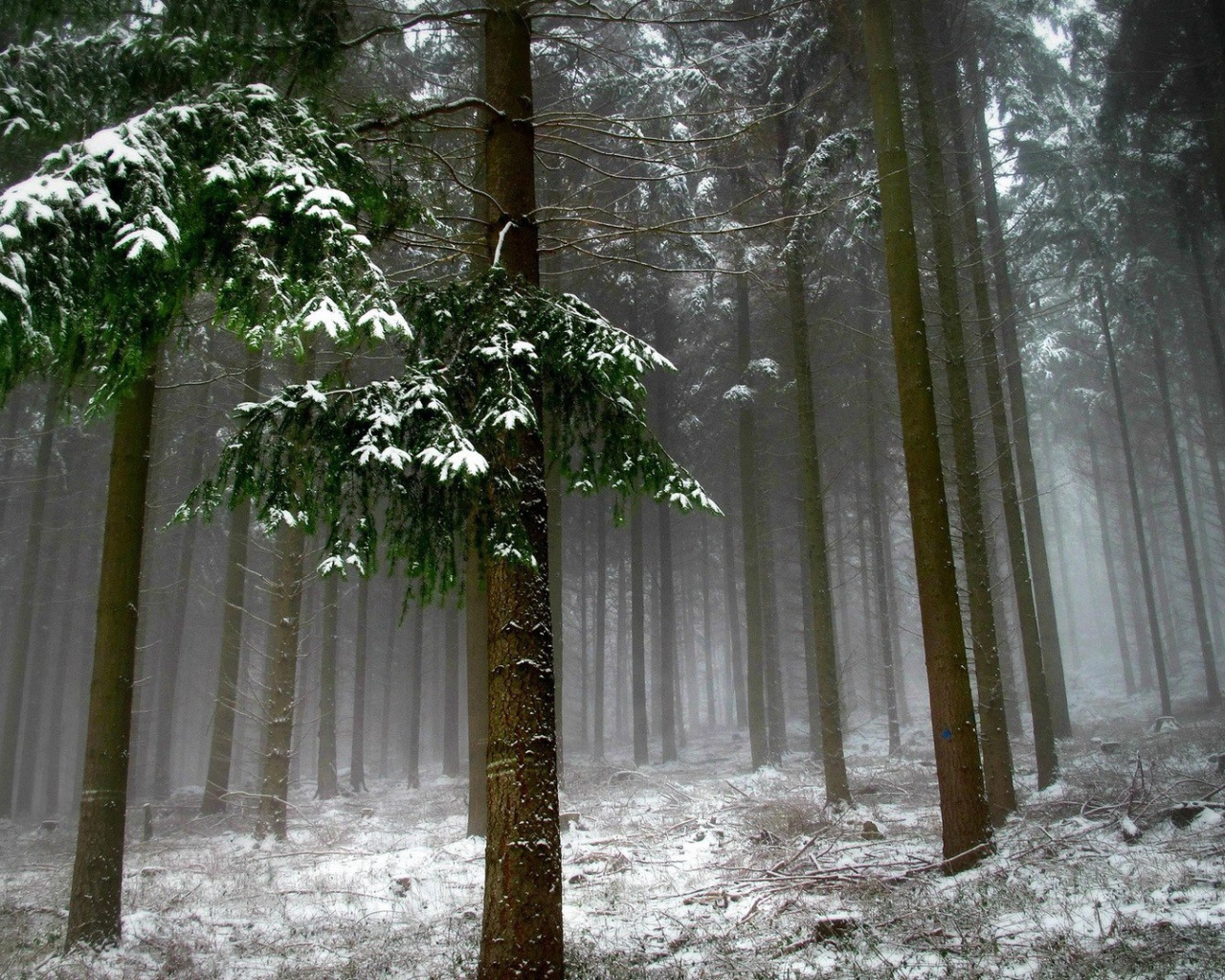 Холодный зимний лес