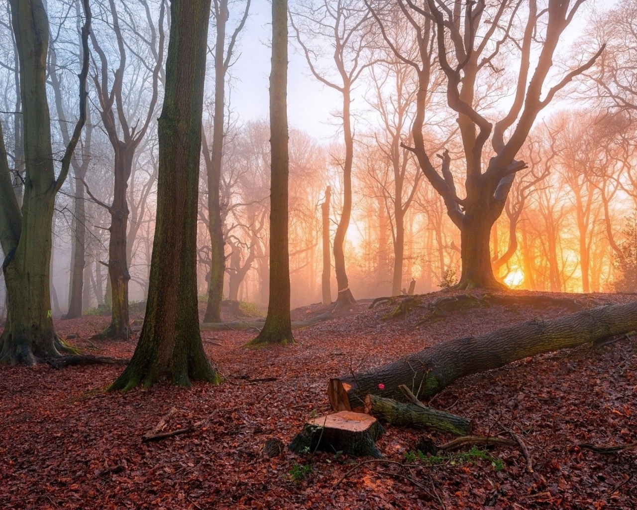 Спиленное дерево в лесу