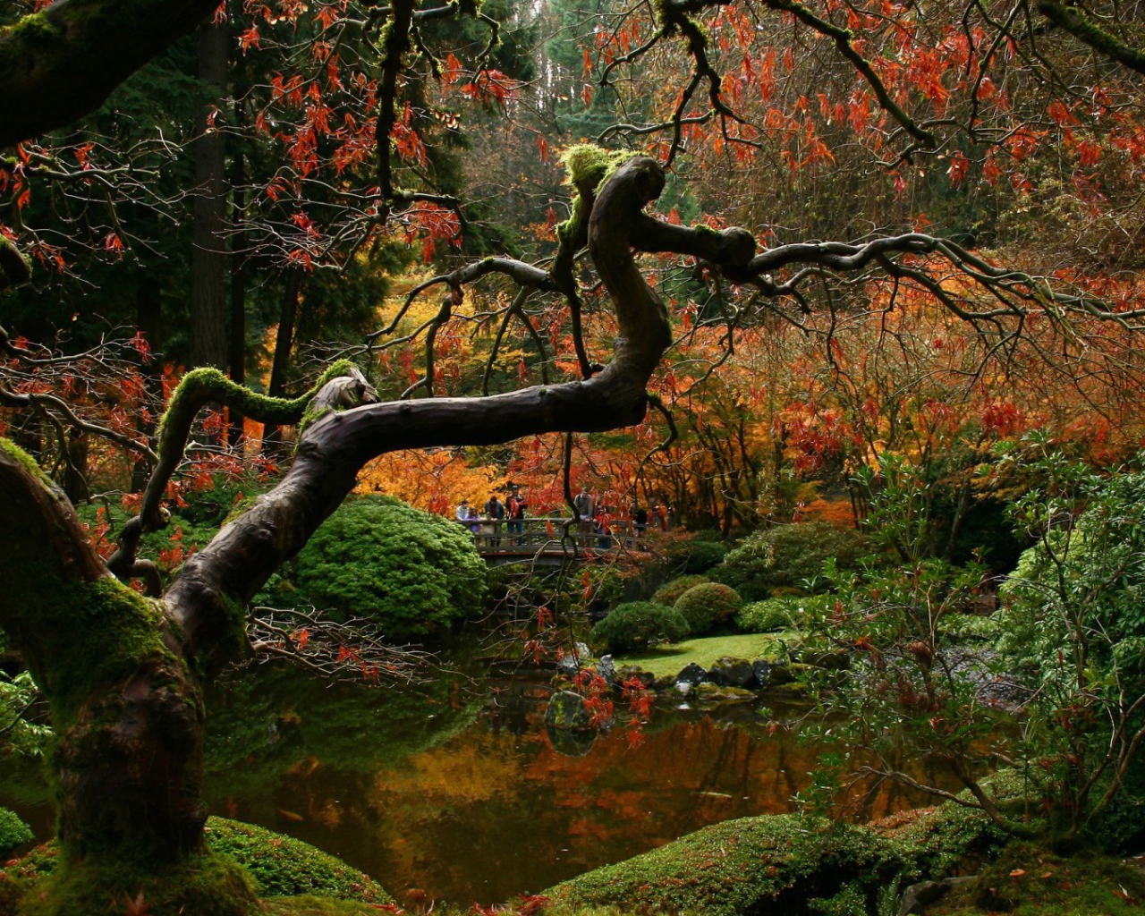 Засохшее дерево в японском саду