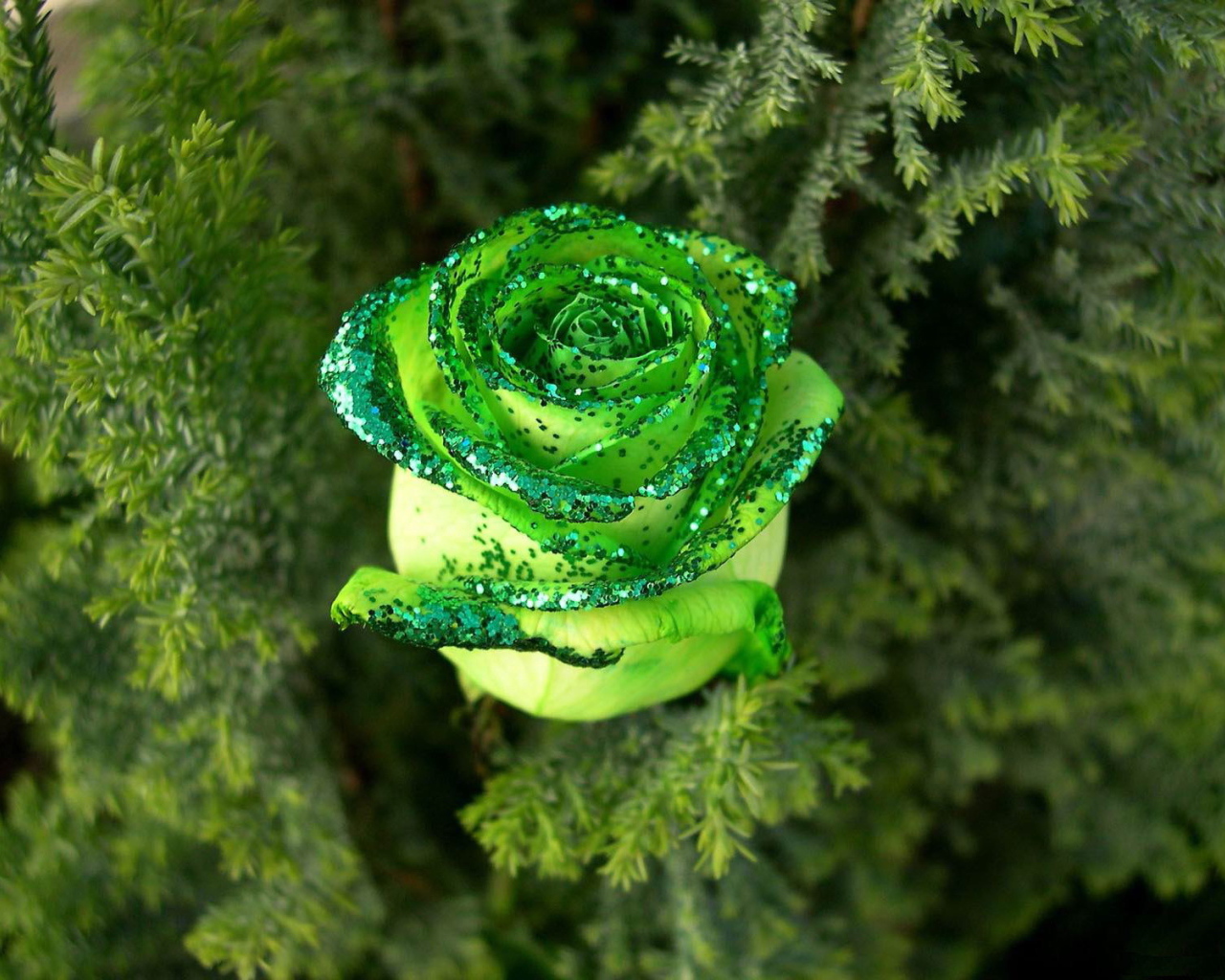 Декоративная роза в лесу