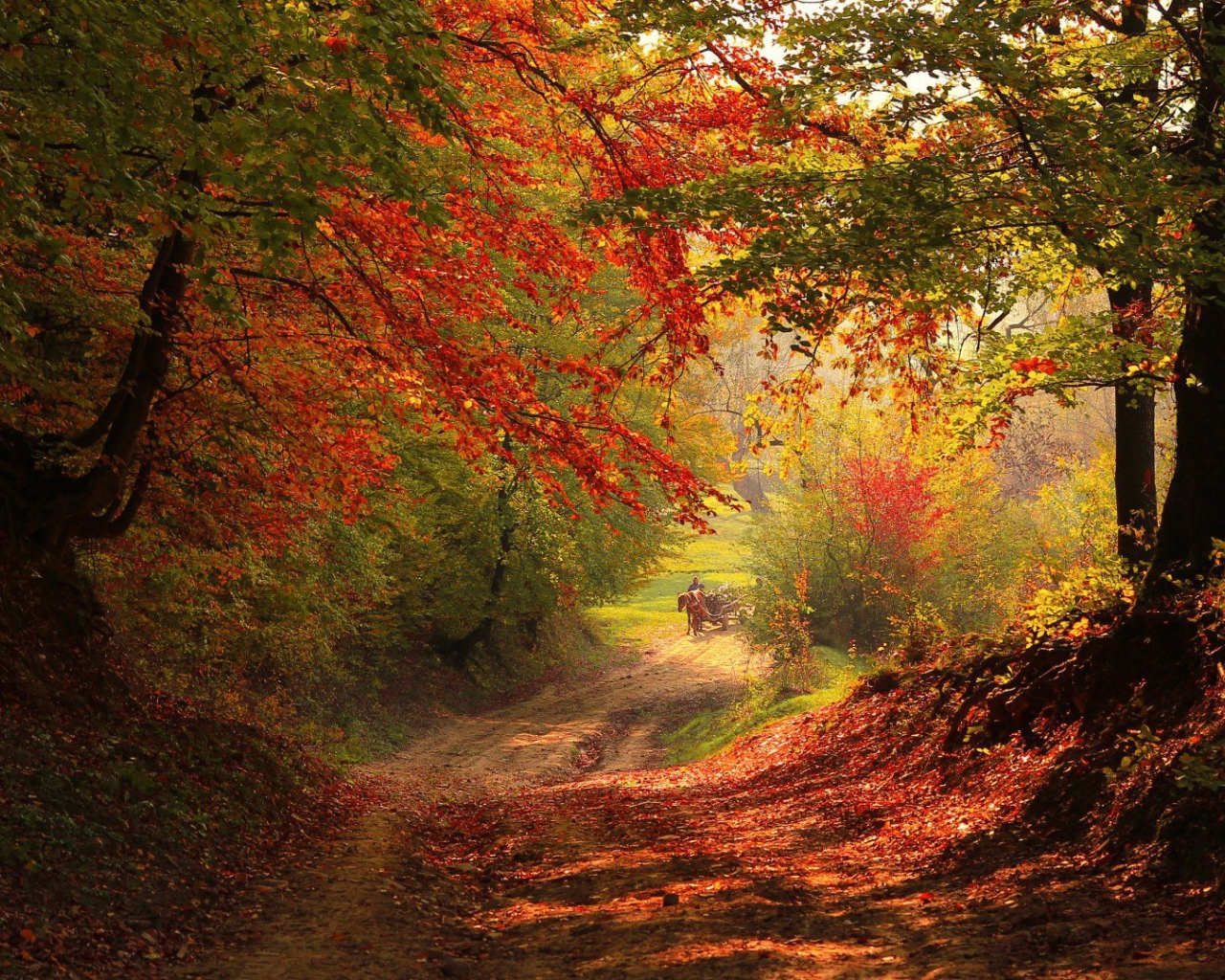 Грунтовая дорога в осеннем лесу