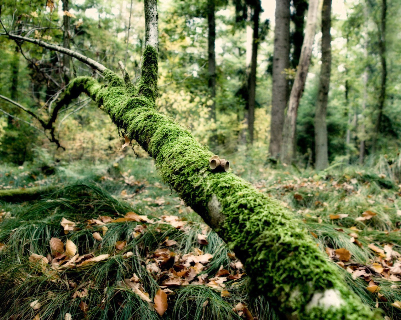 Упавшая ветка поросла мхом