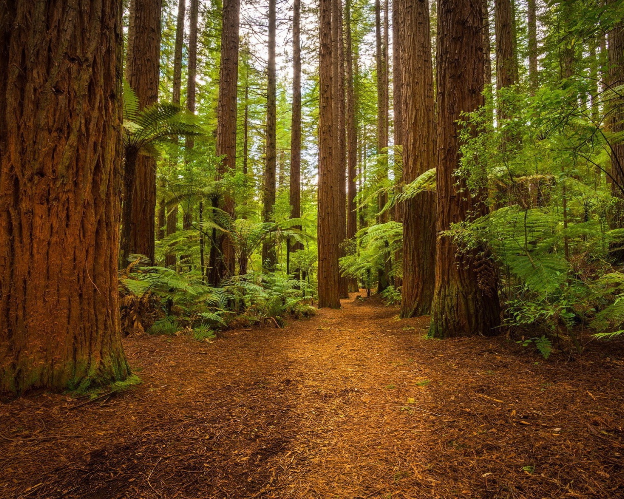 Папоротники у подножия больших деревьев в лесу