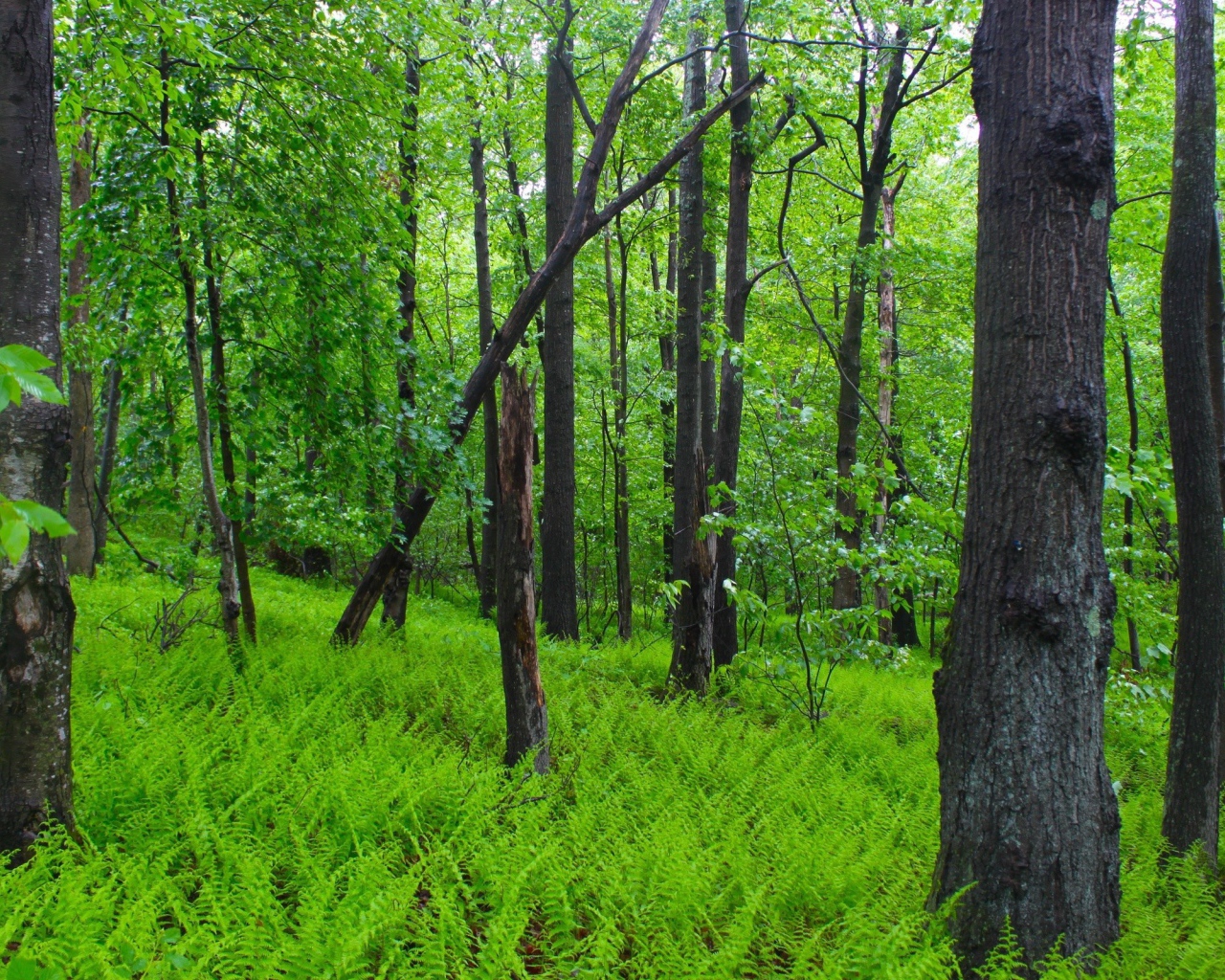 Заросли папоротника в лесу