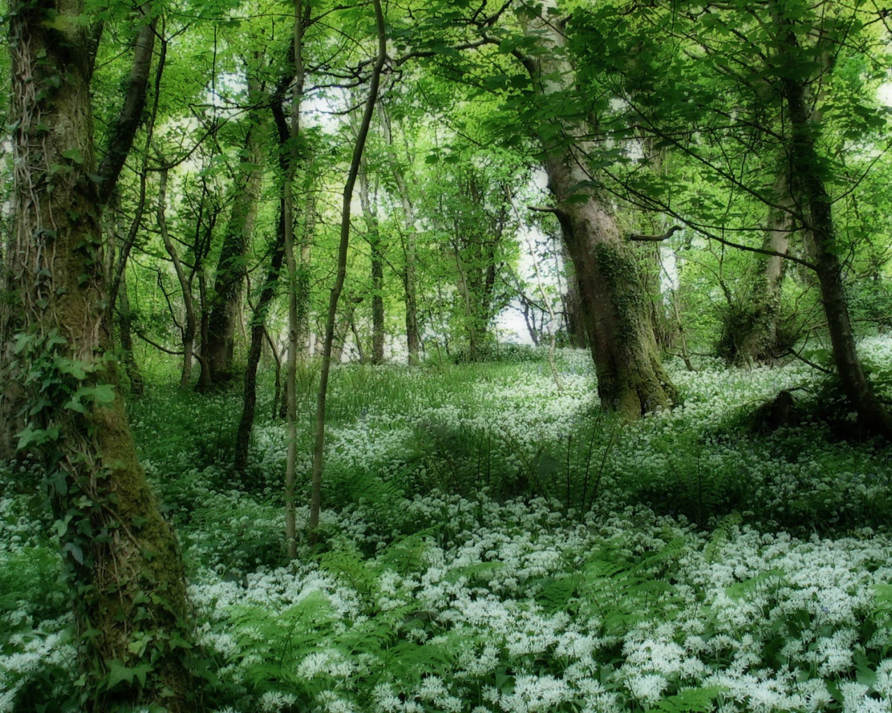 Цветы в весеннем лесу