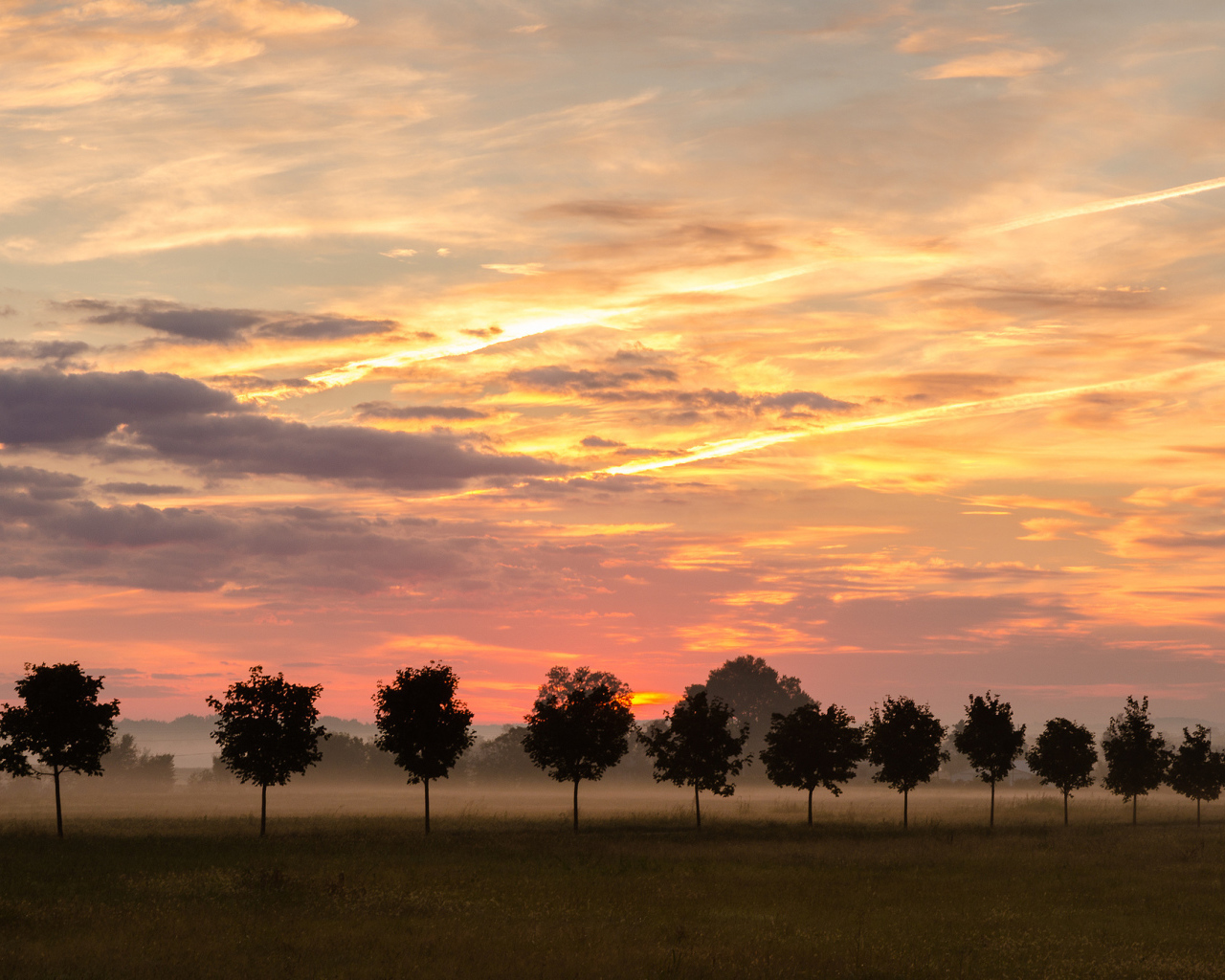 Туман за молодыми деревьями