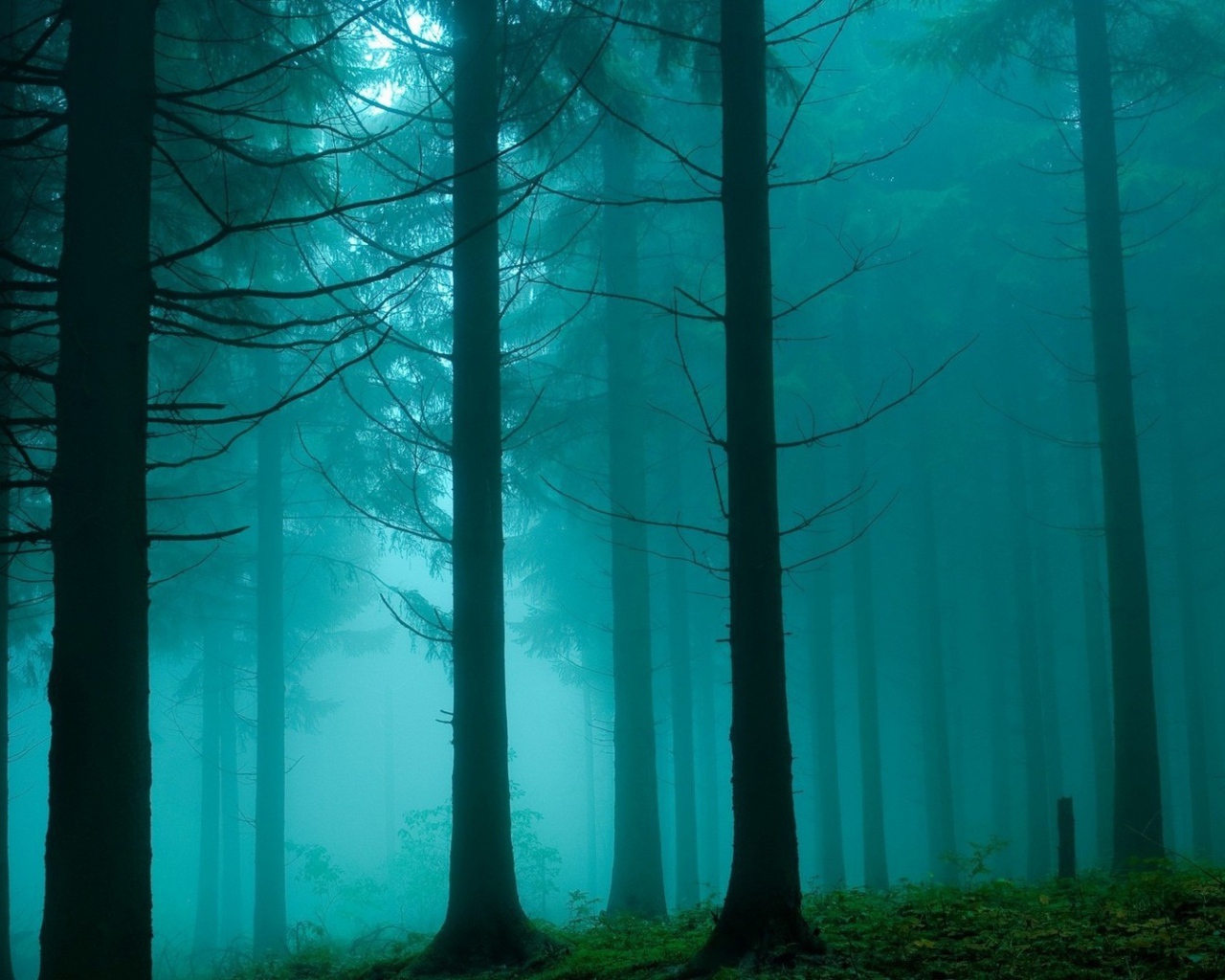 Туман в густом мрачном лесу