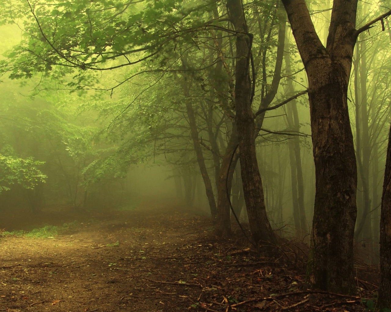 Туман в утреннем лесу