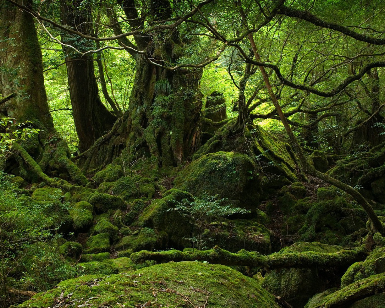 Лес во власти мхов