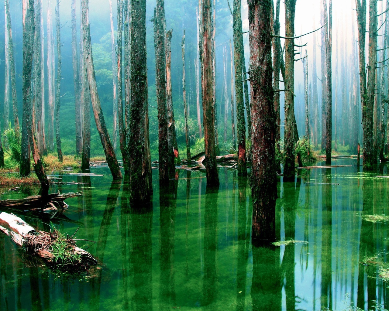 Лес подтоплен зеленой водой