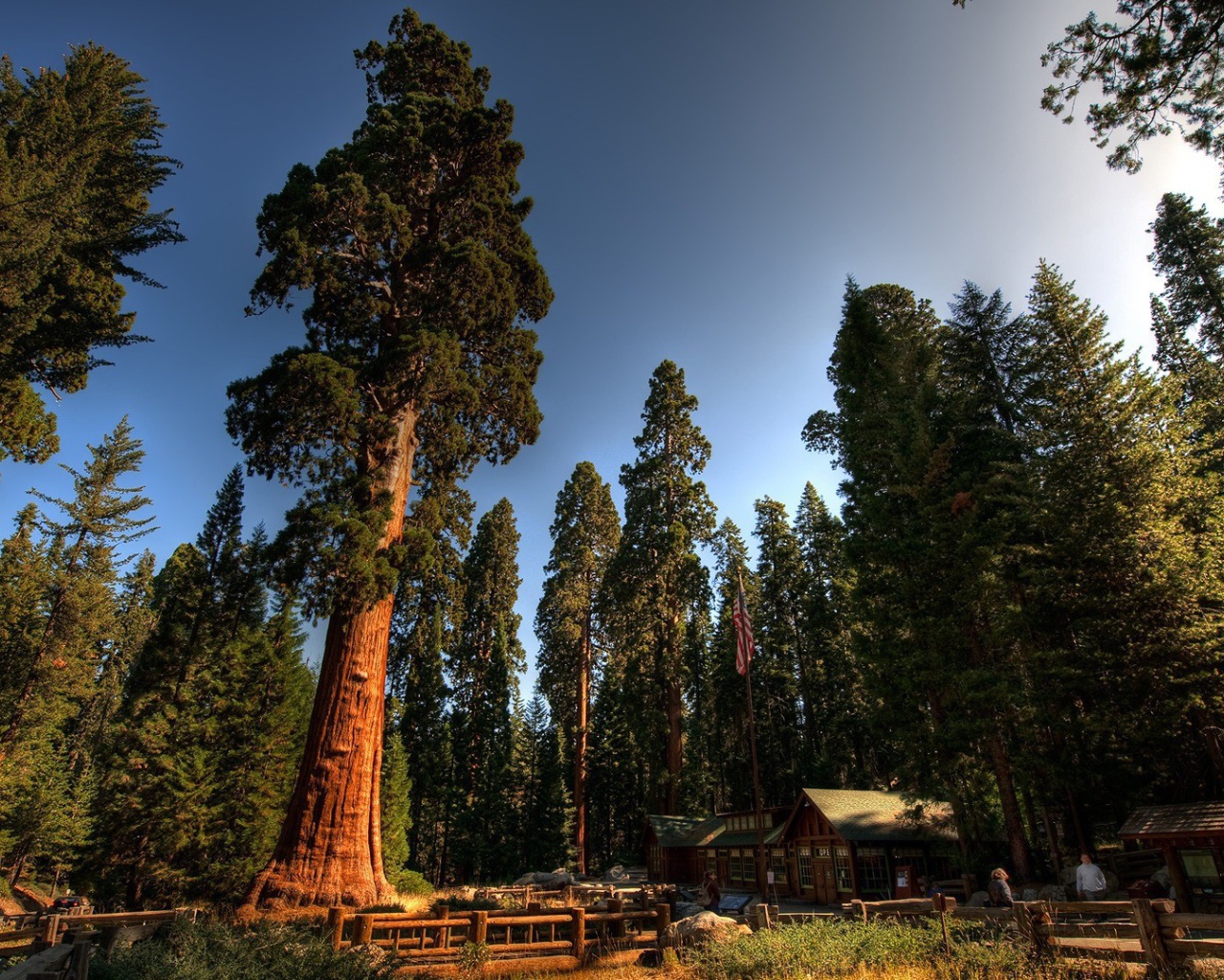 Домик лесника под могучими секвойями