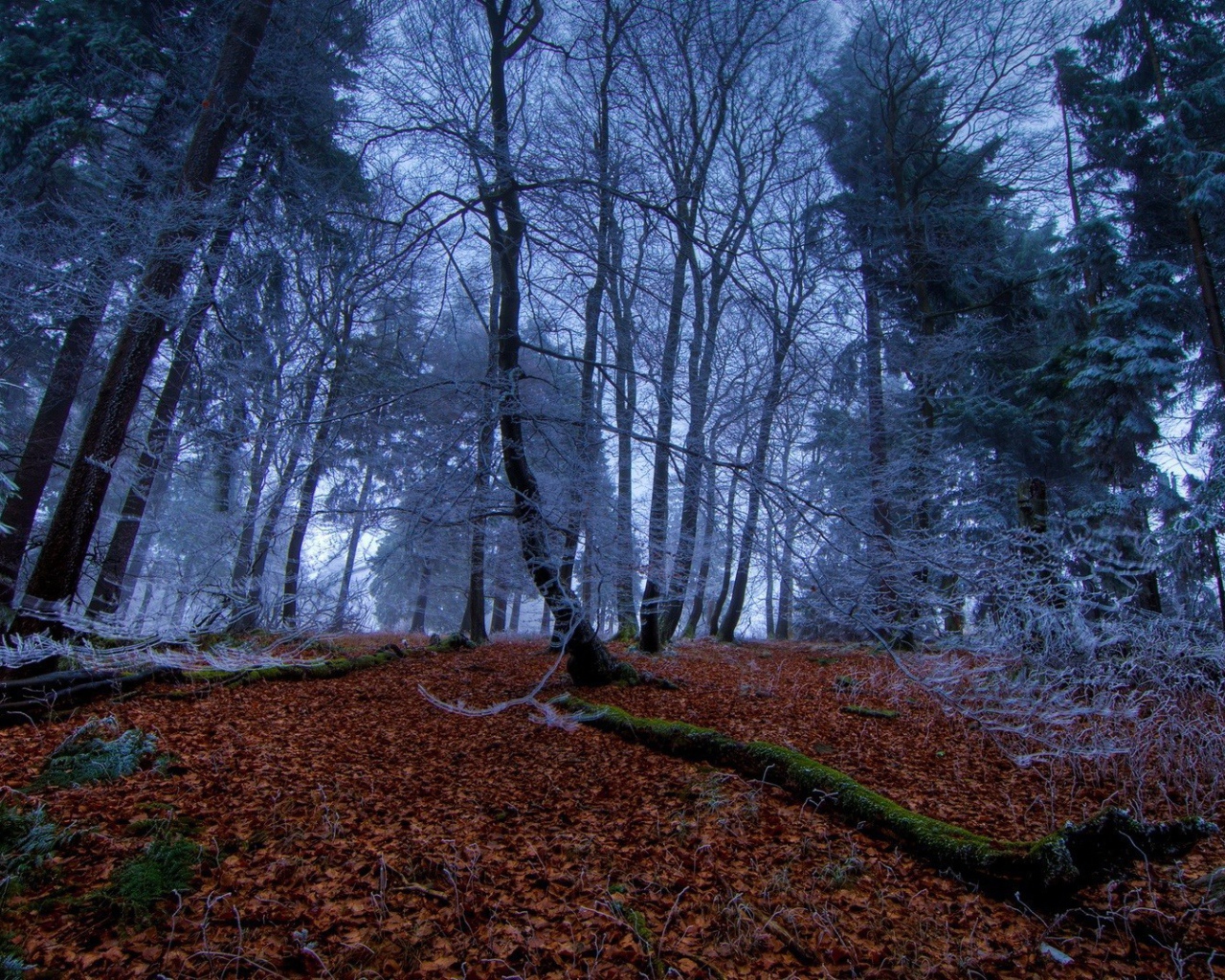 Морозное утро в чаще леса