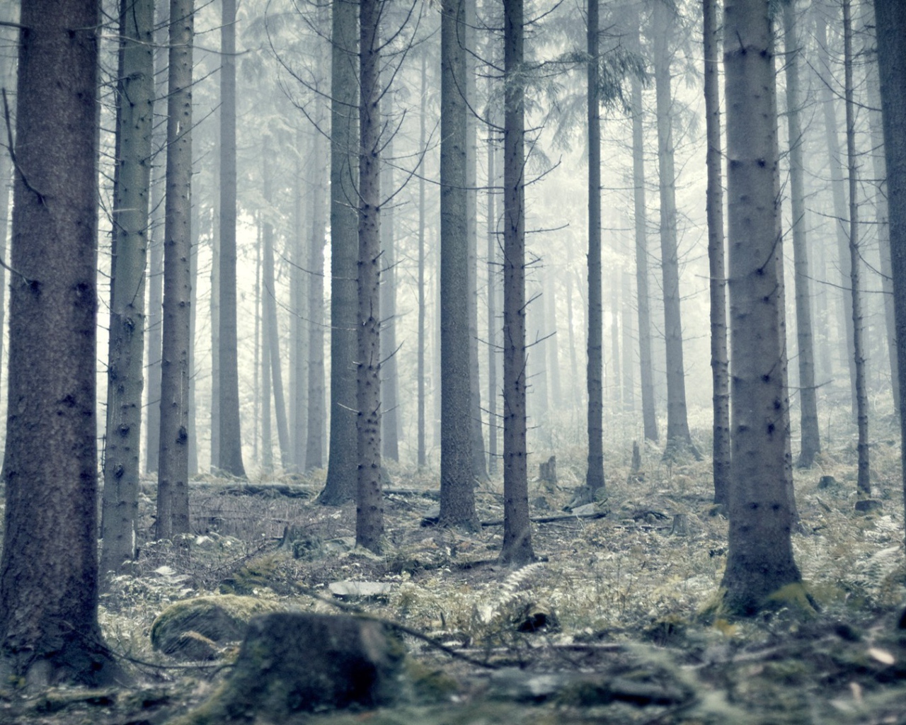Мрачный серый лес