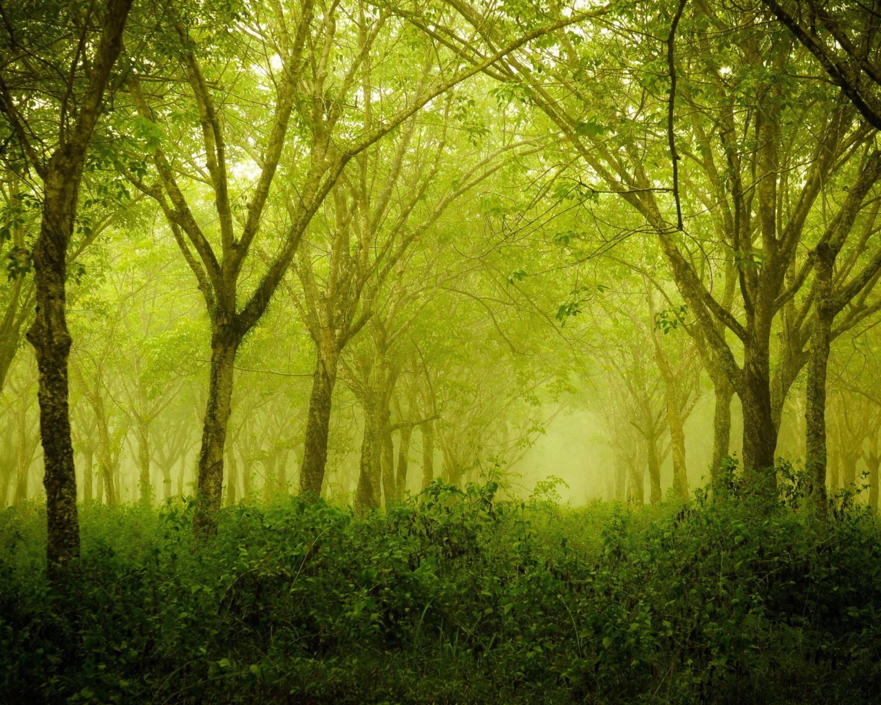 Зеленая дымка в лесу