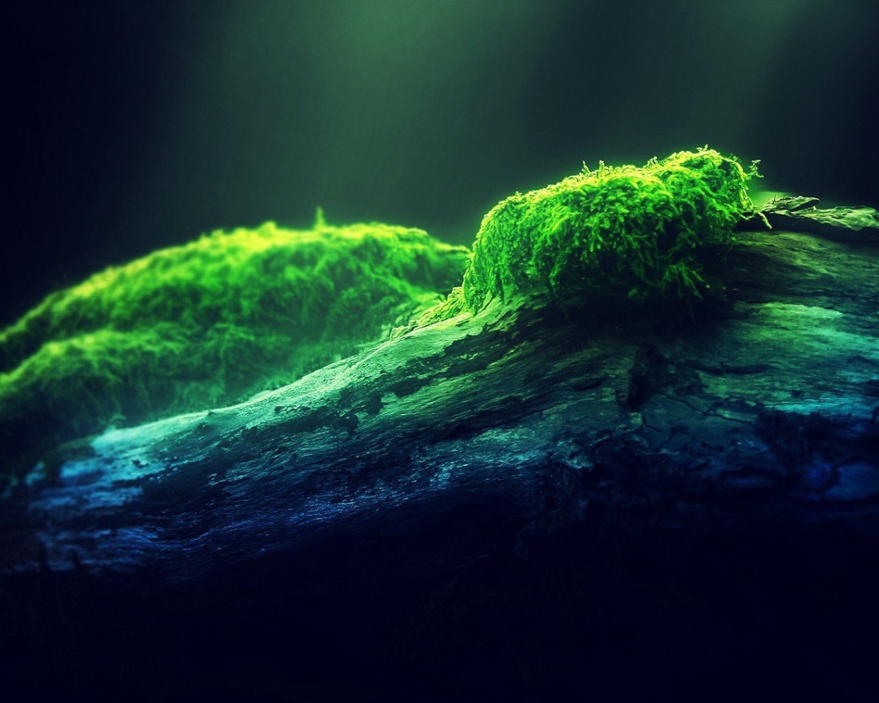 Наросты мха на древесине