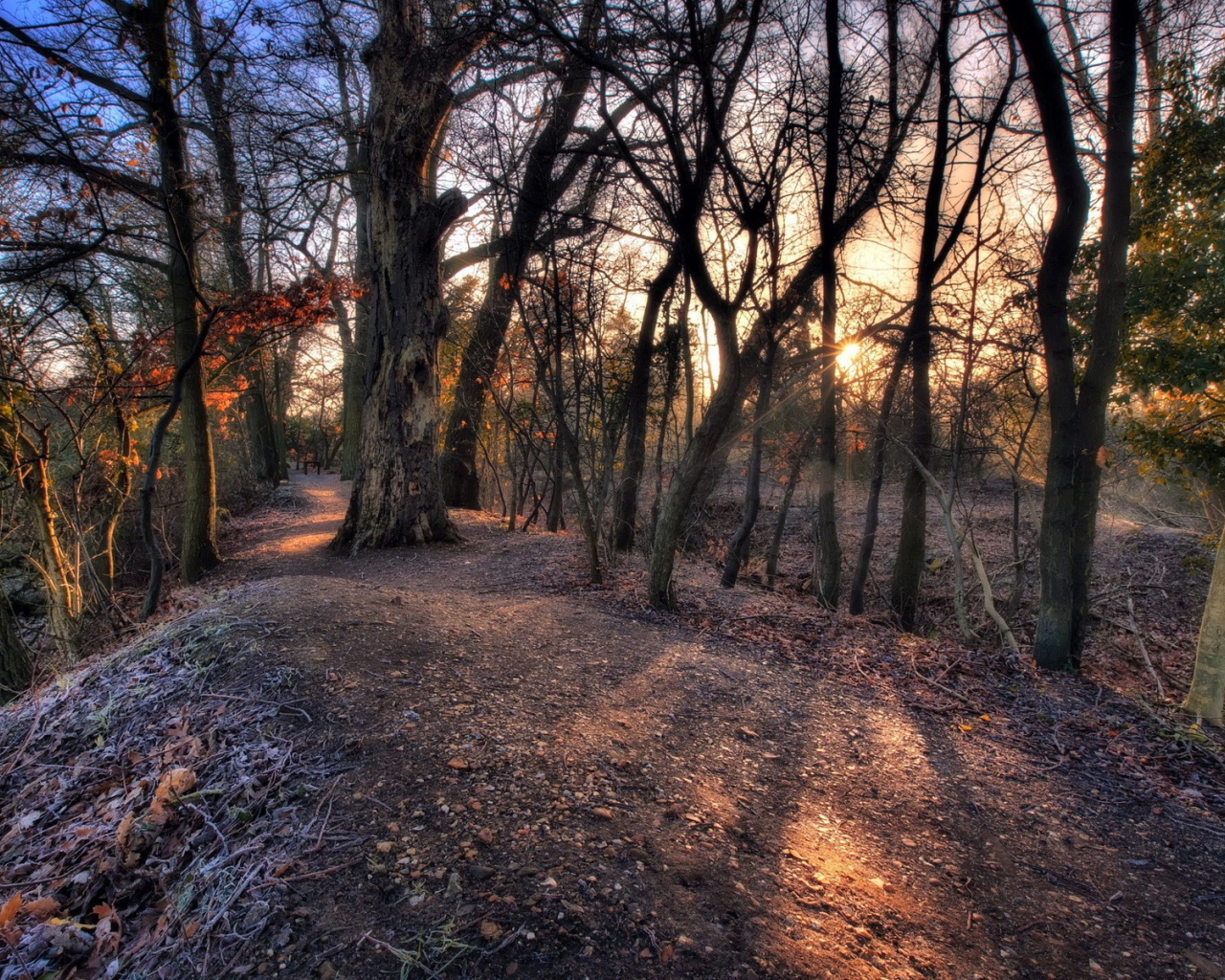 Холм с деревьями посреди леса