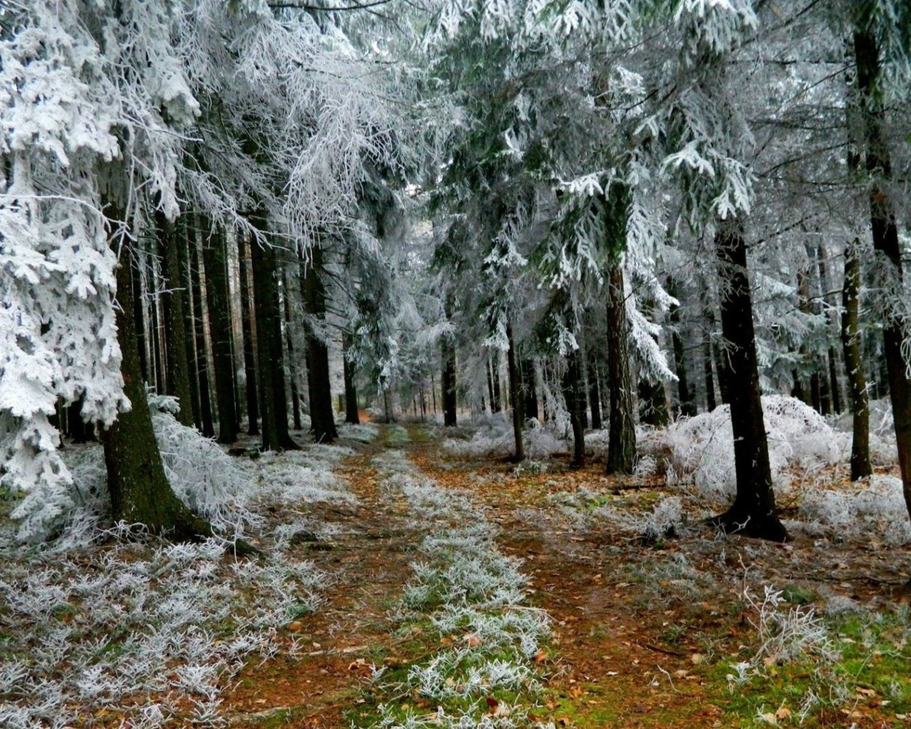 Иней в лесу