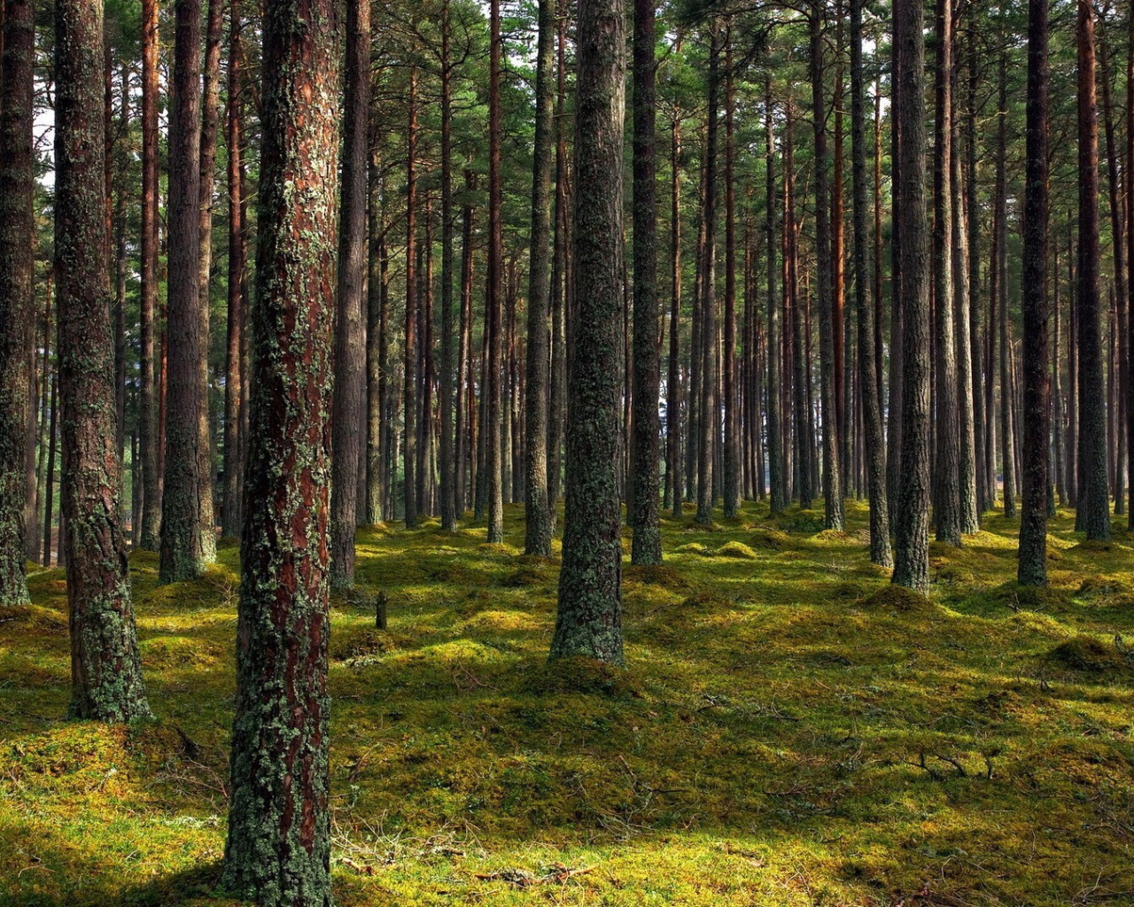 Покрытые лишайником стволы деревьев