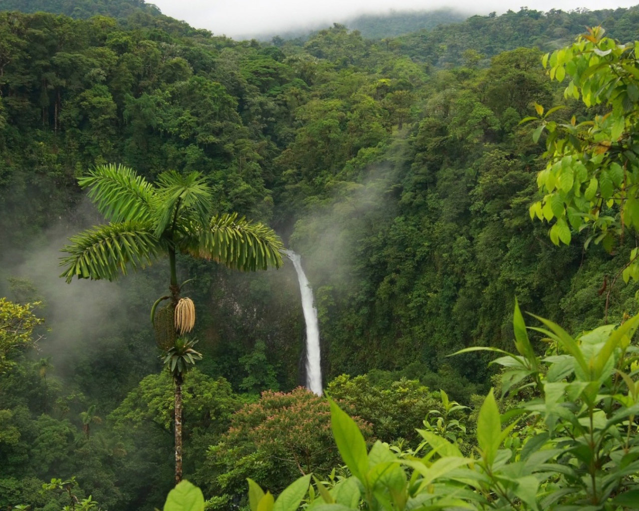 Одинокая пальма в джунглях