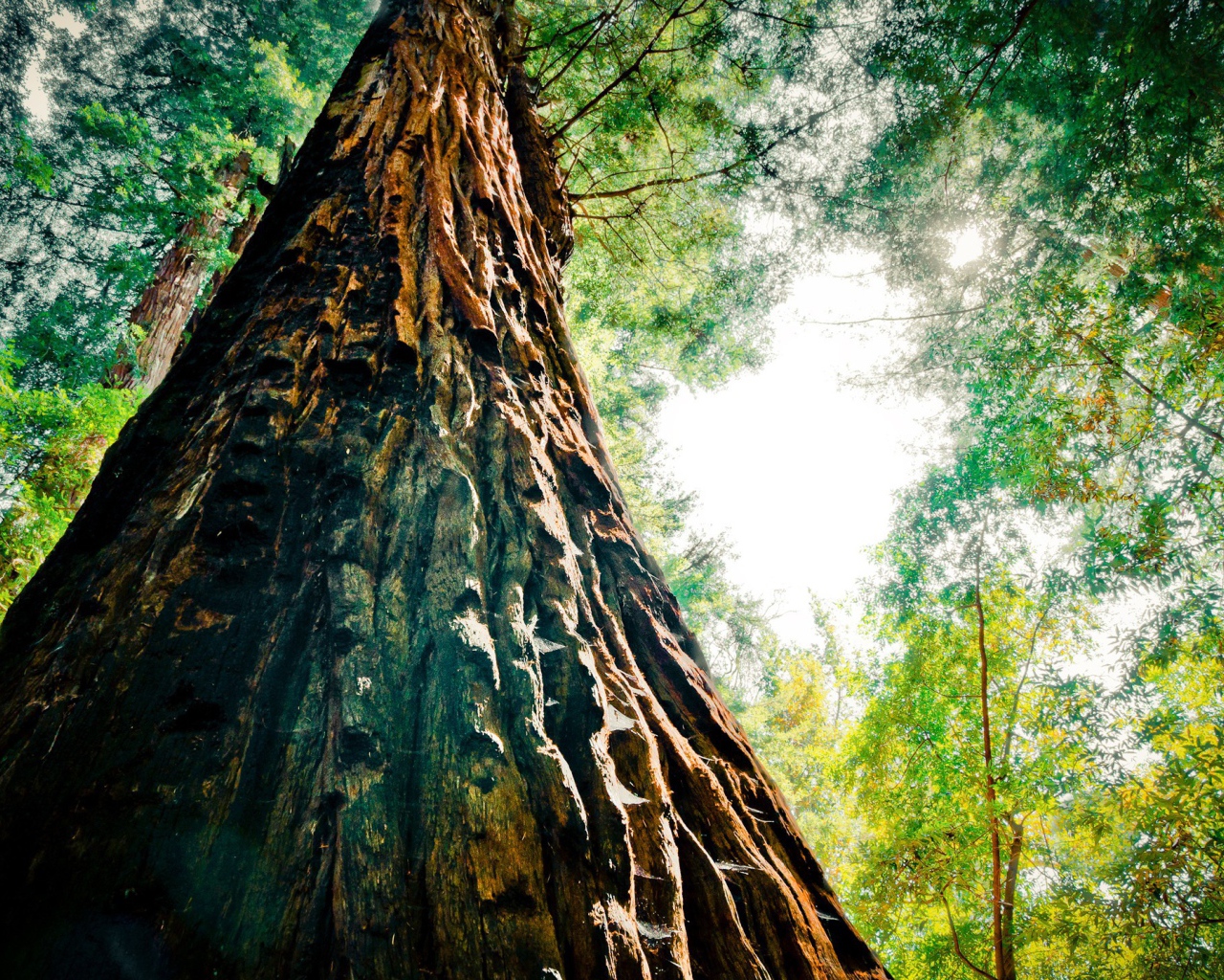 Могучая секвойя в лесу