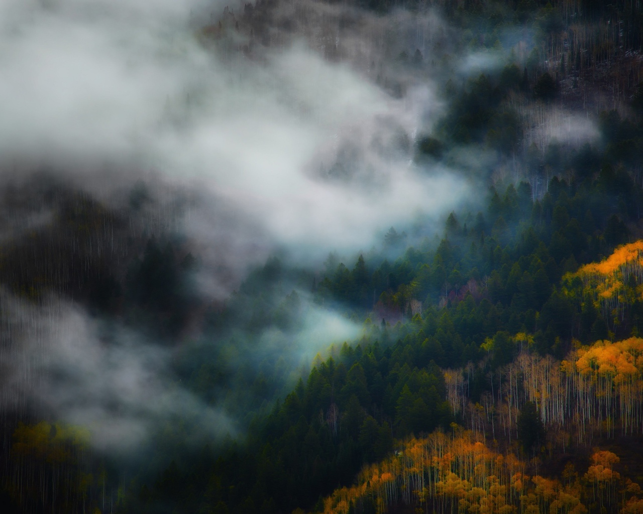 Утренний туман между деревьями горного леса