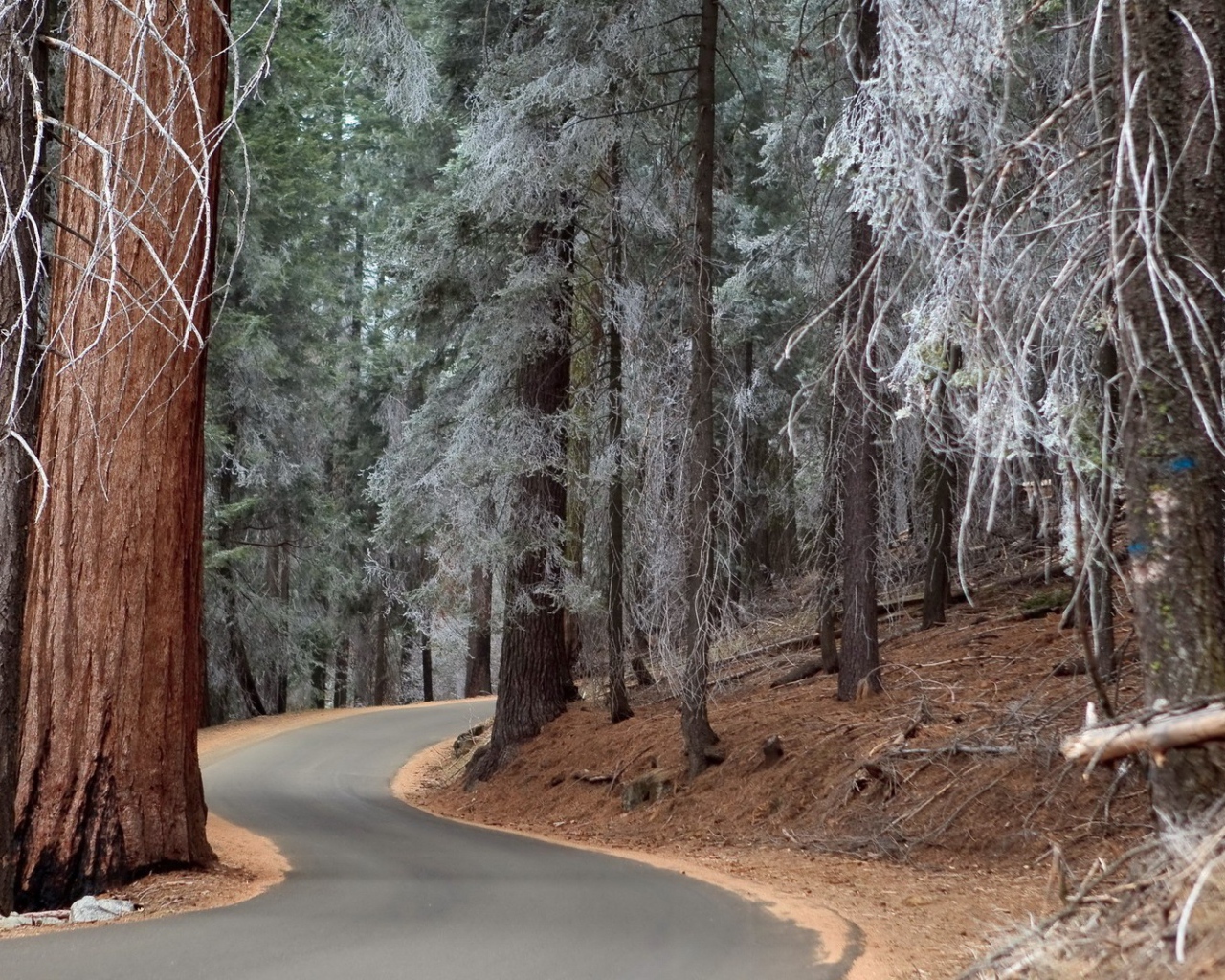 Утренний иней на могучих деревьях в лесу