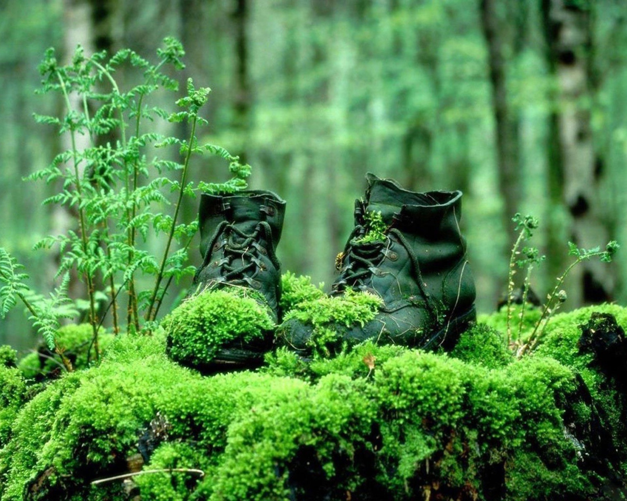 Поросшие мхом ботинки в лесу