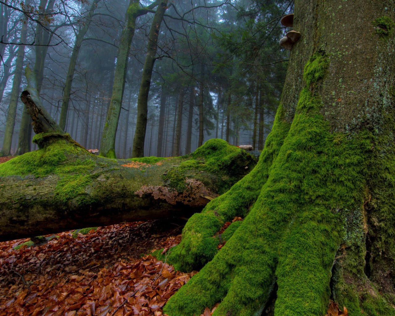 Мох взбирается по стволам деревьев