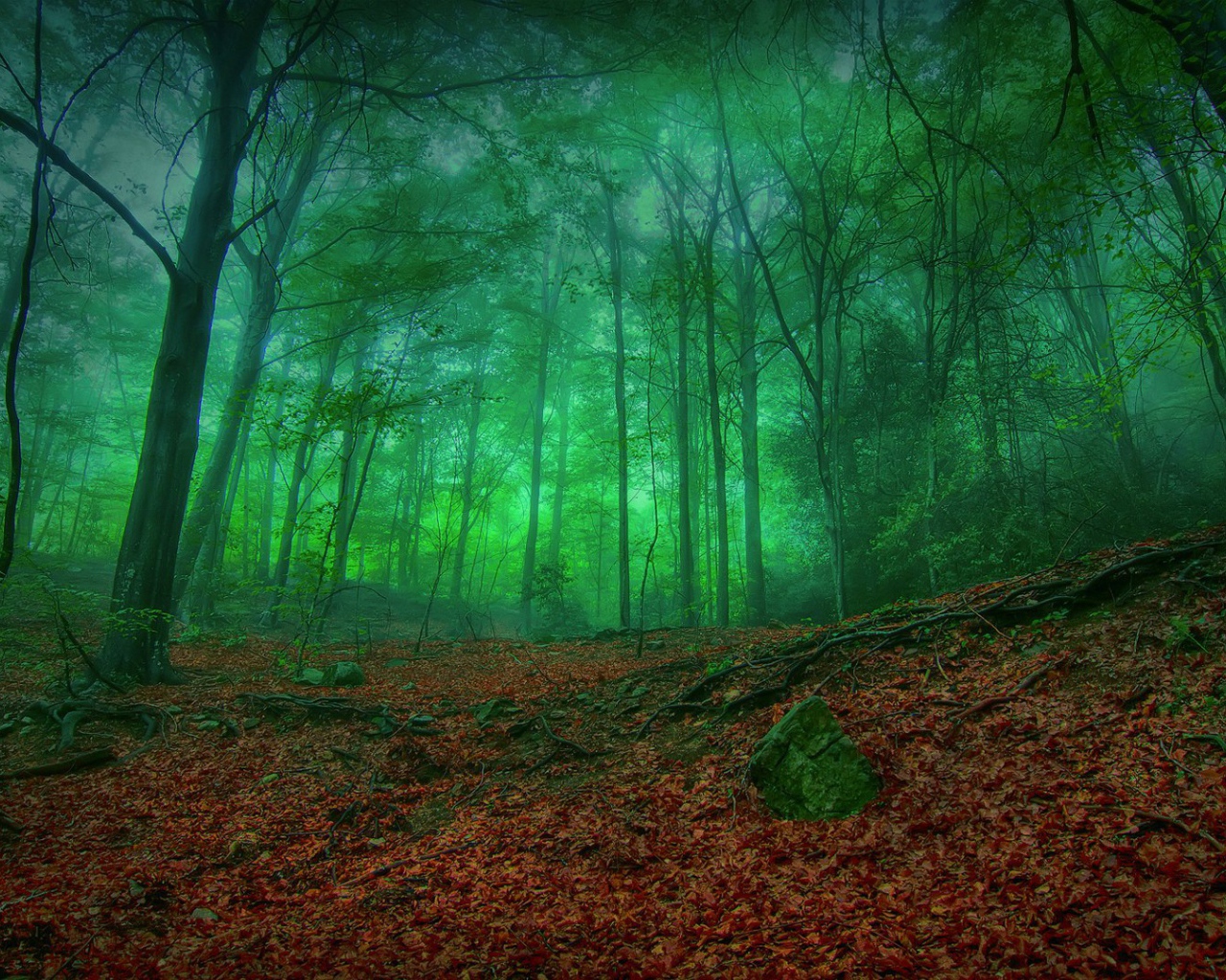 Мистический зеленый лес
