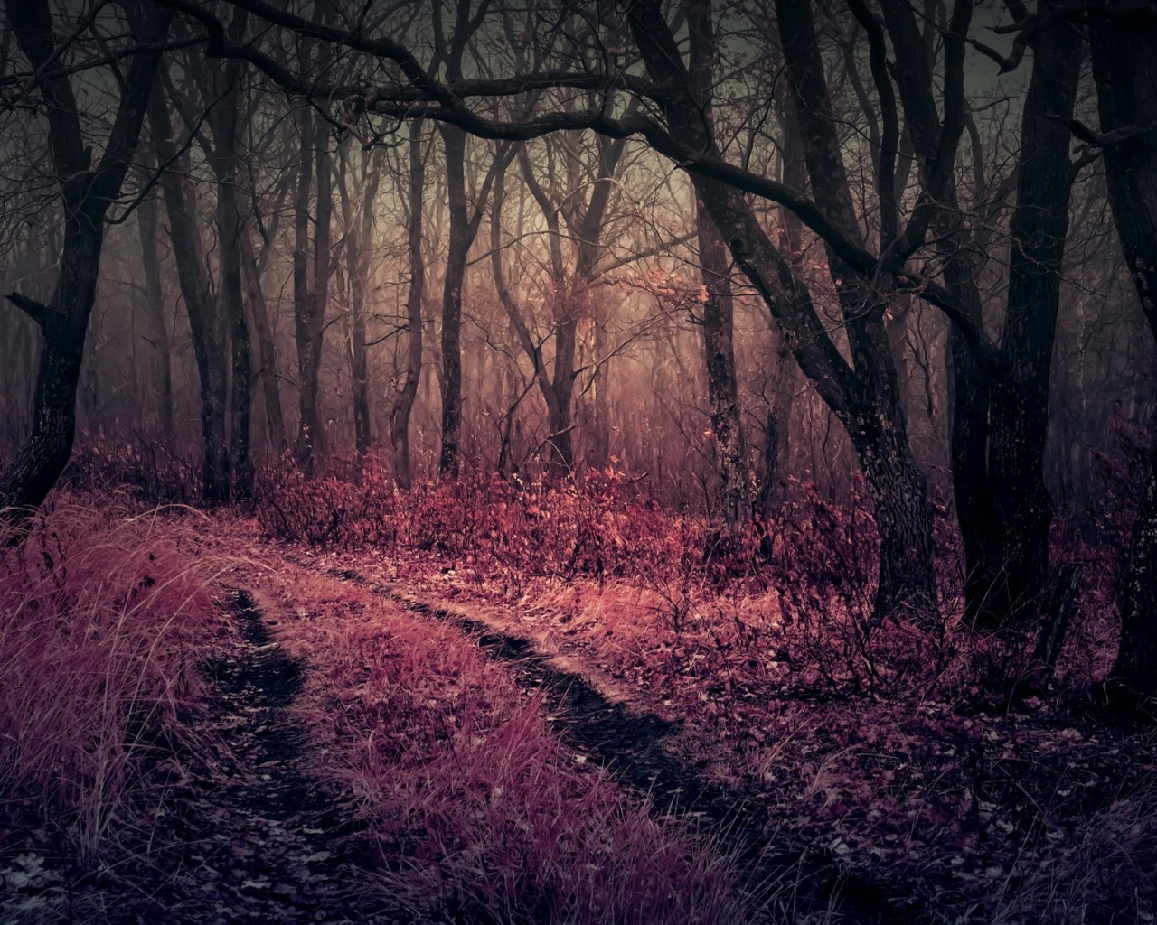 Розовая трава в чаще мрачного леса