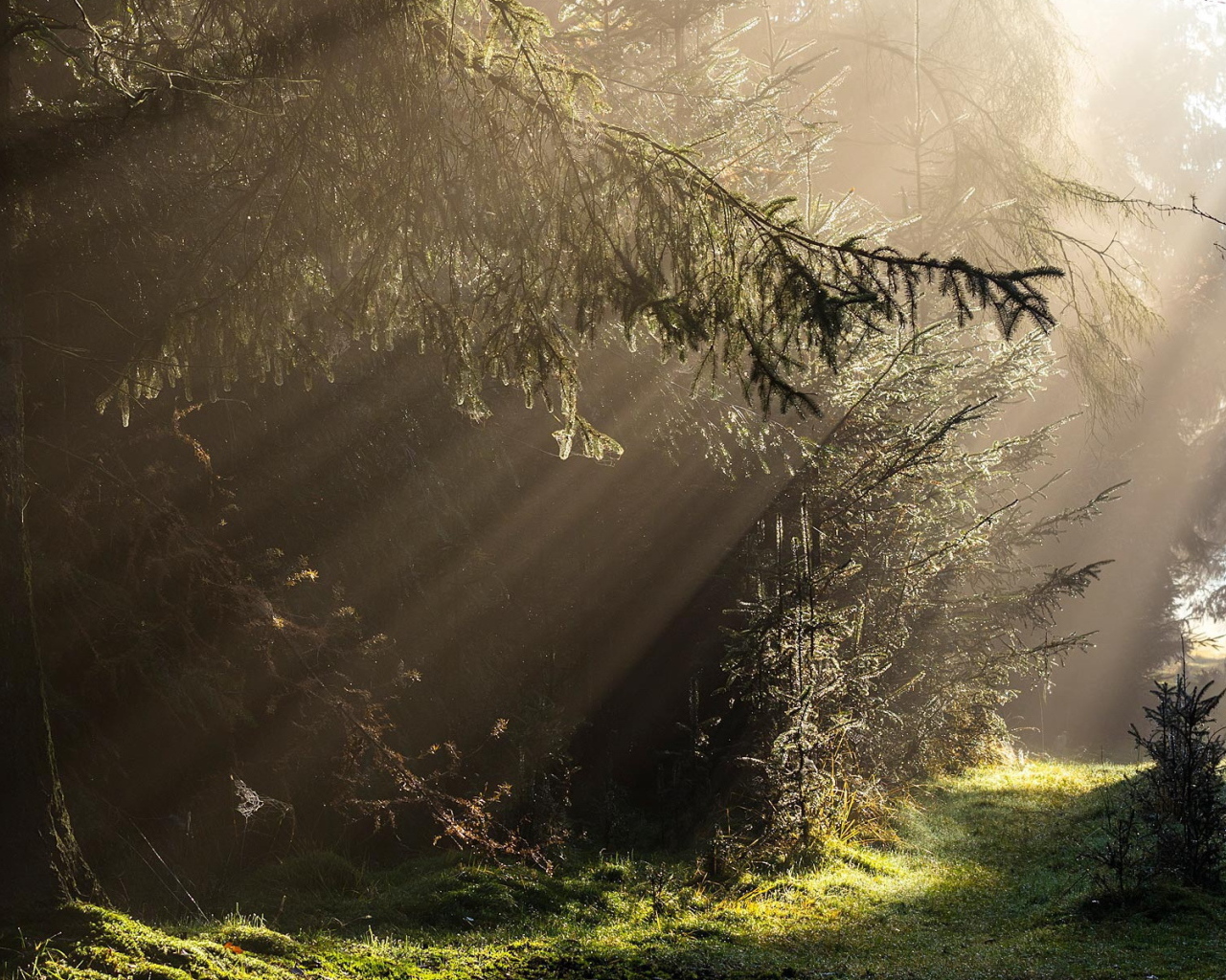 Лучи света в густом лесу