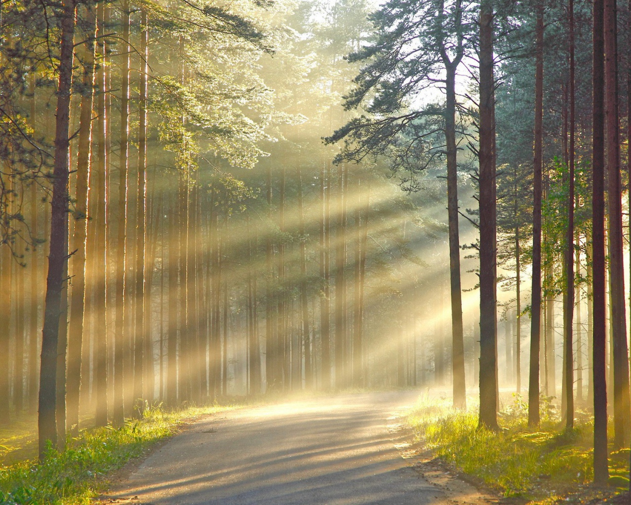 Лучи солнца сквозь дым в лесу