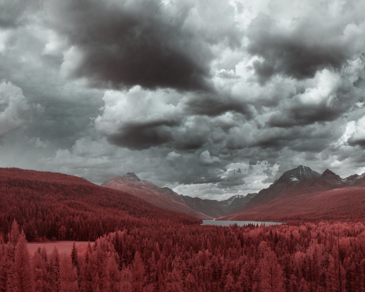 Рыжий лес в предгорье