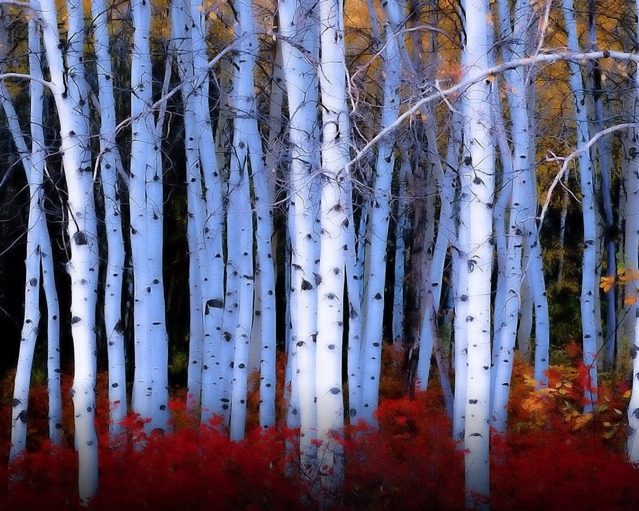 Красные кусты среди берез