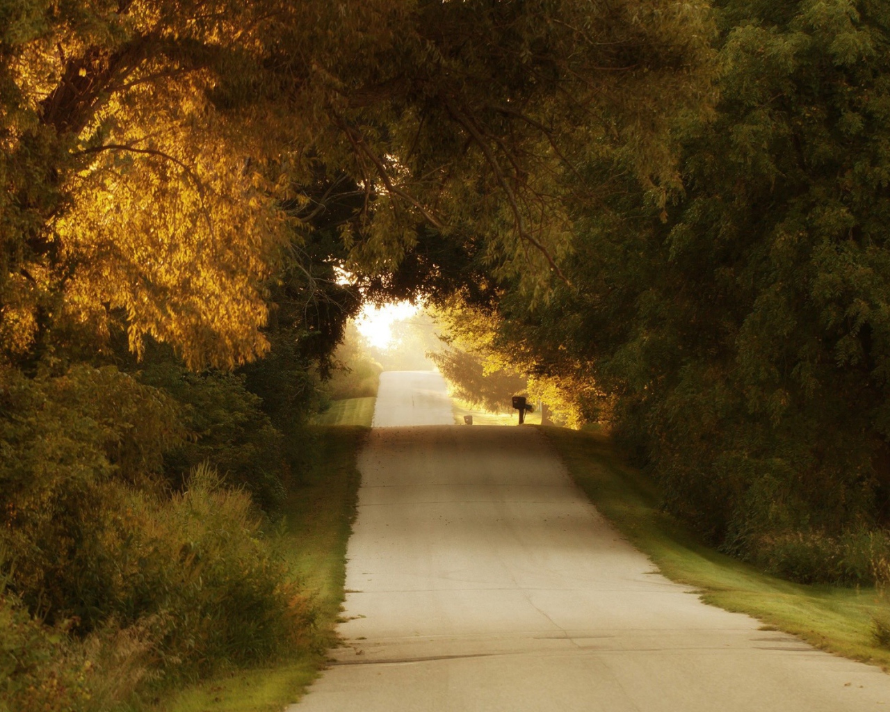Неровная дорога среди деревьев