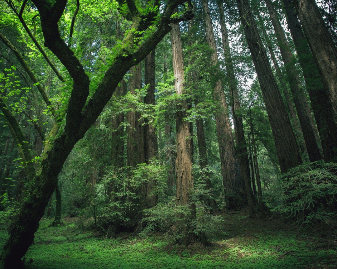 Деревья секвойи в лесу
