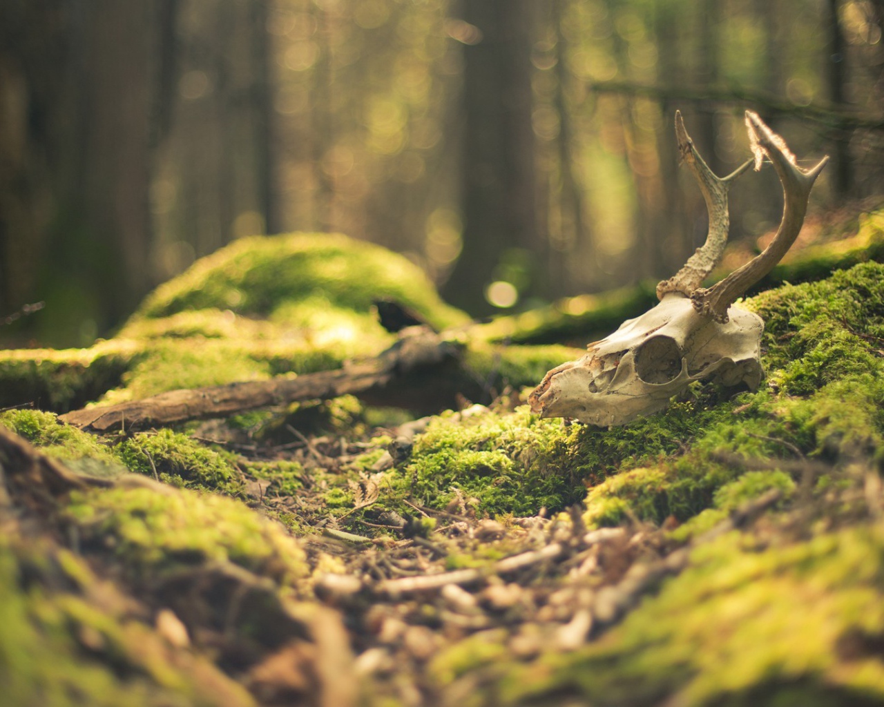 Череп оленя в лесу