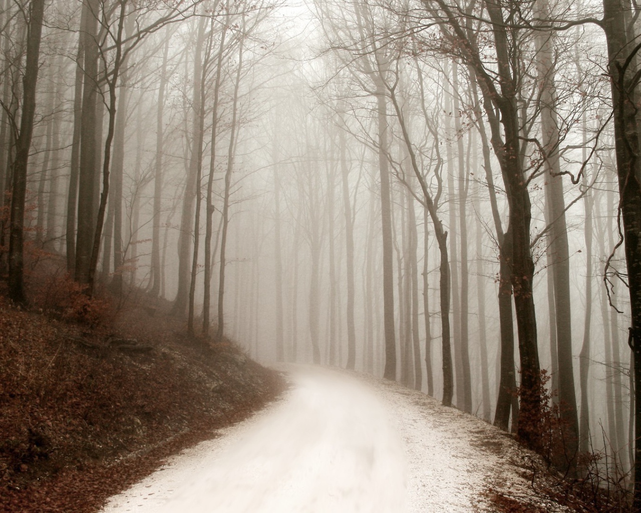 Снег покрыл грунтовую дорожку в лесу