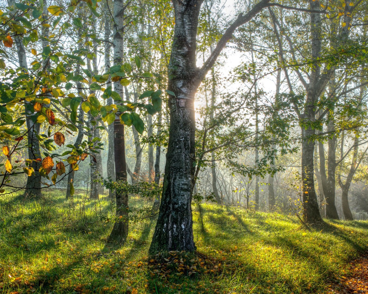 Весенние березы в лесу