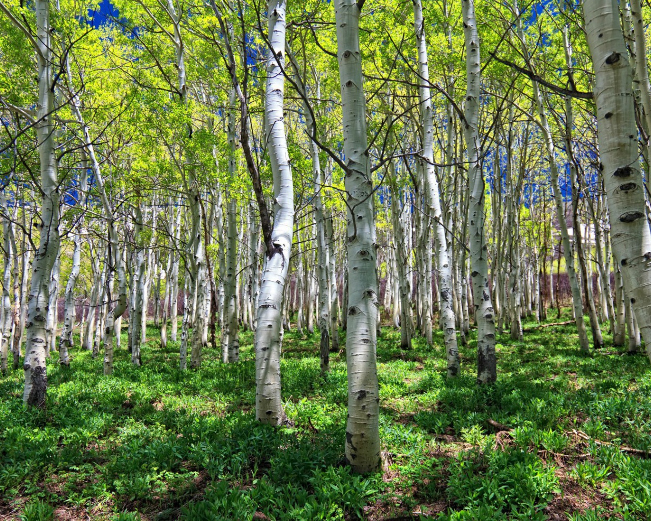 Весенняя березовая роща