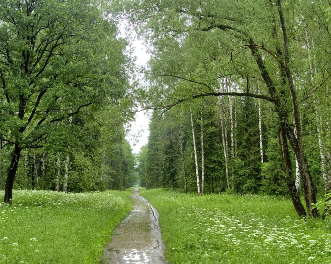 Ручей в березовом лесу
