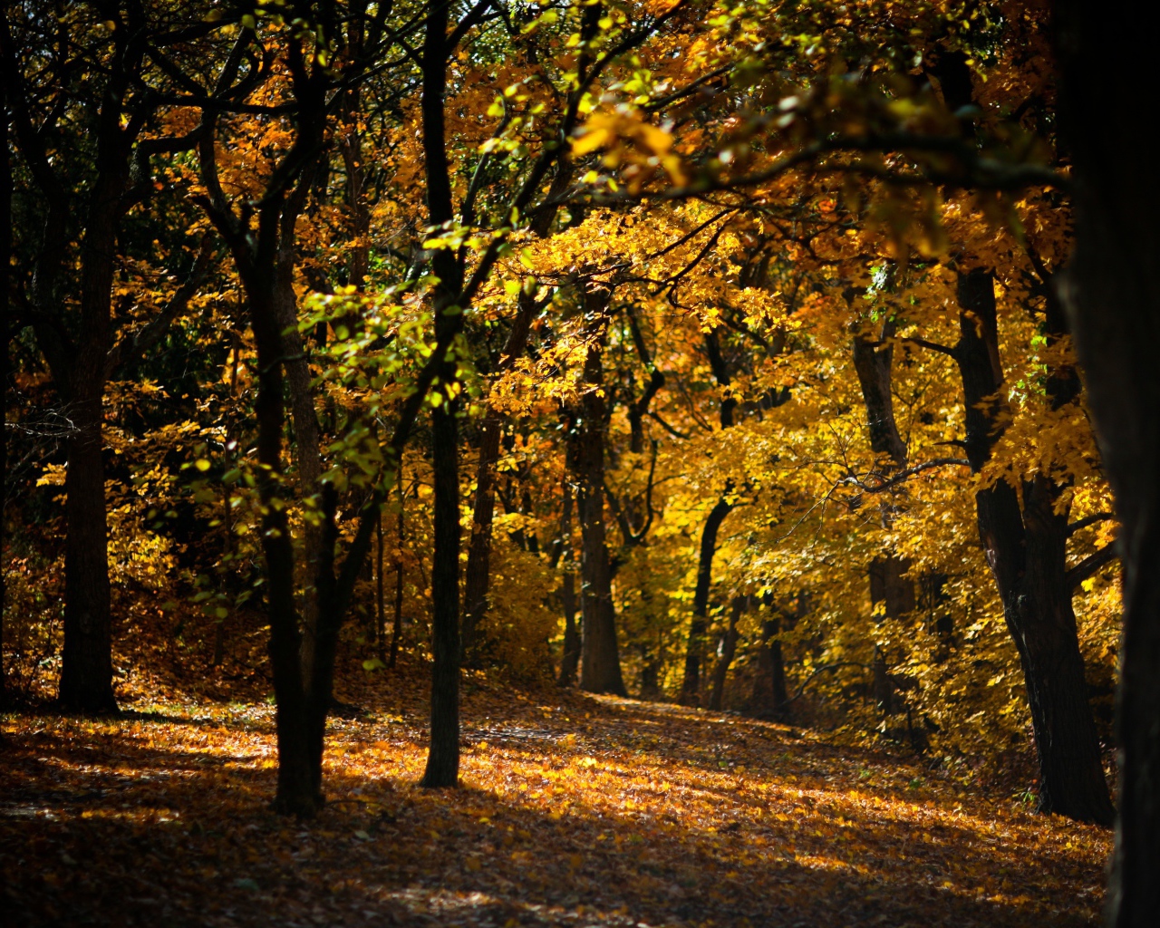 Усыпанная опавшими листьями дорожка в лесу