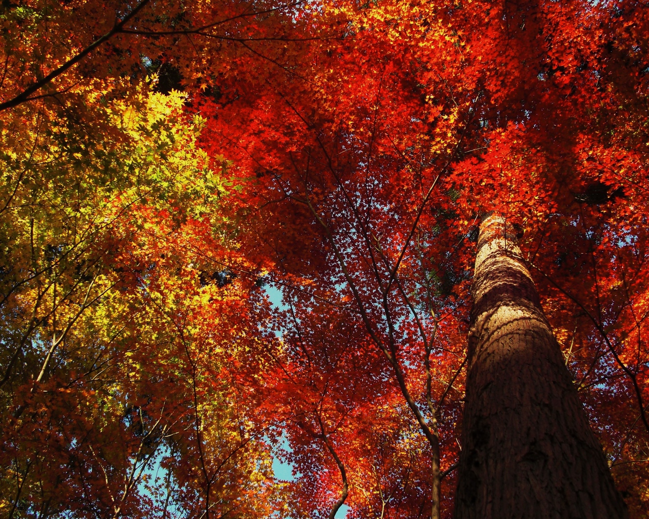 Высокое дерево в осеннем лесу